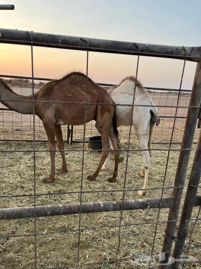 قعدان طيبه ونظيفه64540978627971111