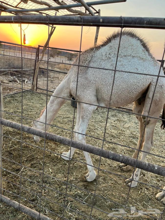 قعدان طيبه ونظيفه64540978627971113