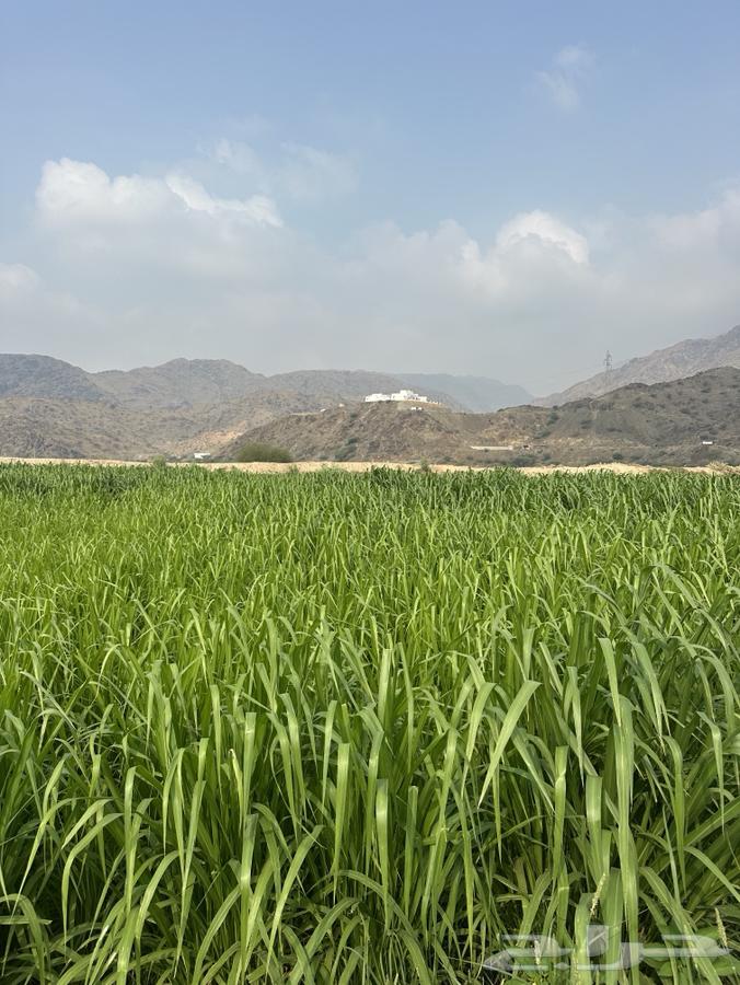 علف بونيكام64539953263617111