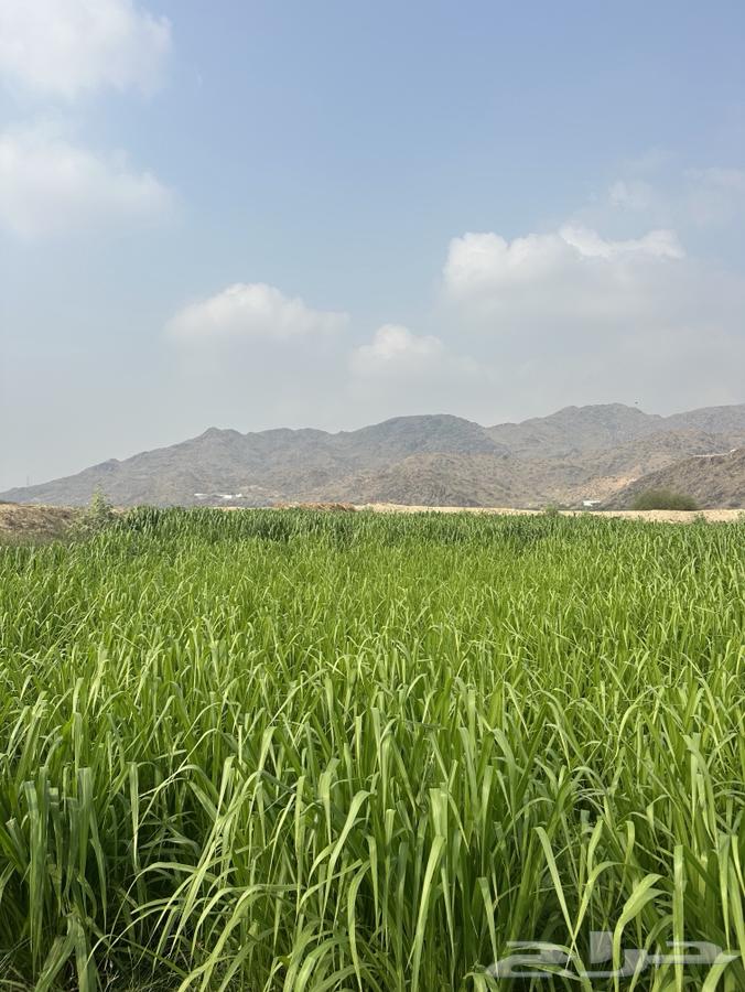 علف بونيكام64539953263617112