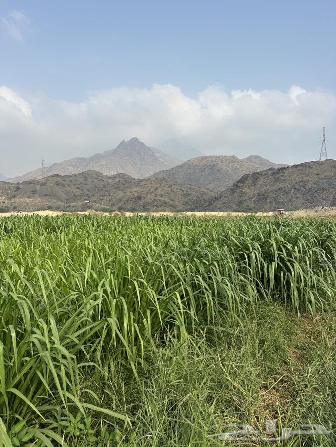 علف بونيكام64539953263617110