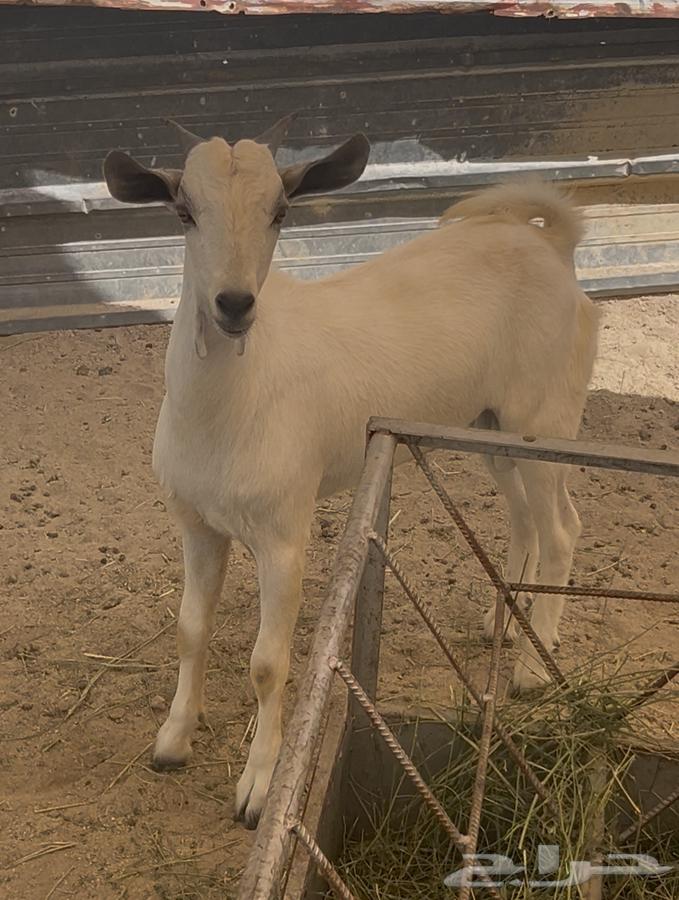 Tis for Li364538345298307111