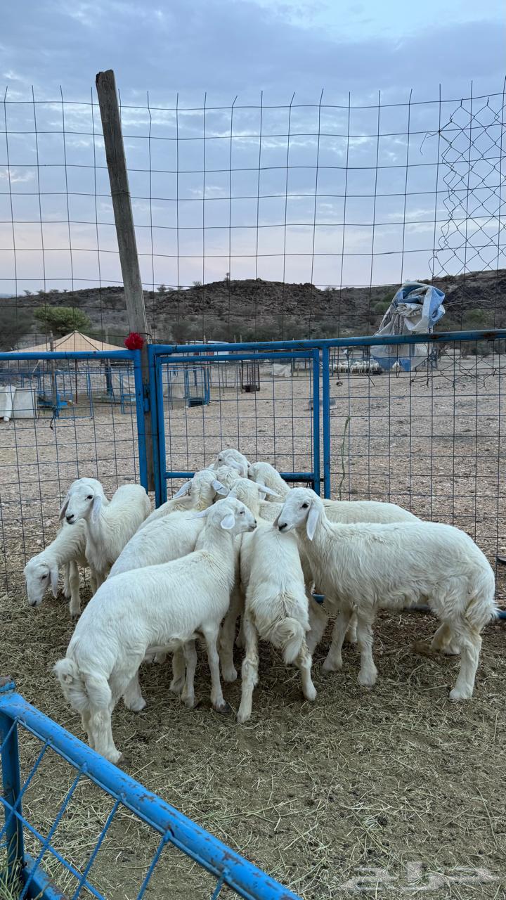 بهم للبيع64542020193154111