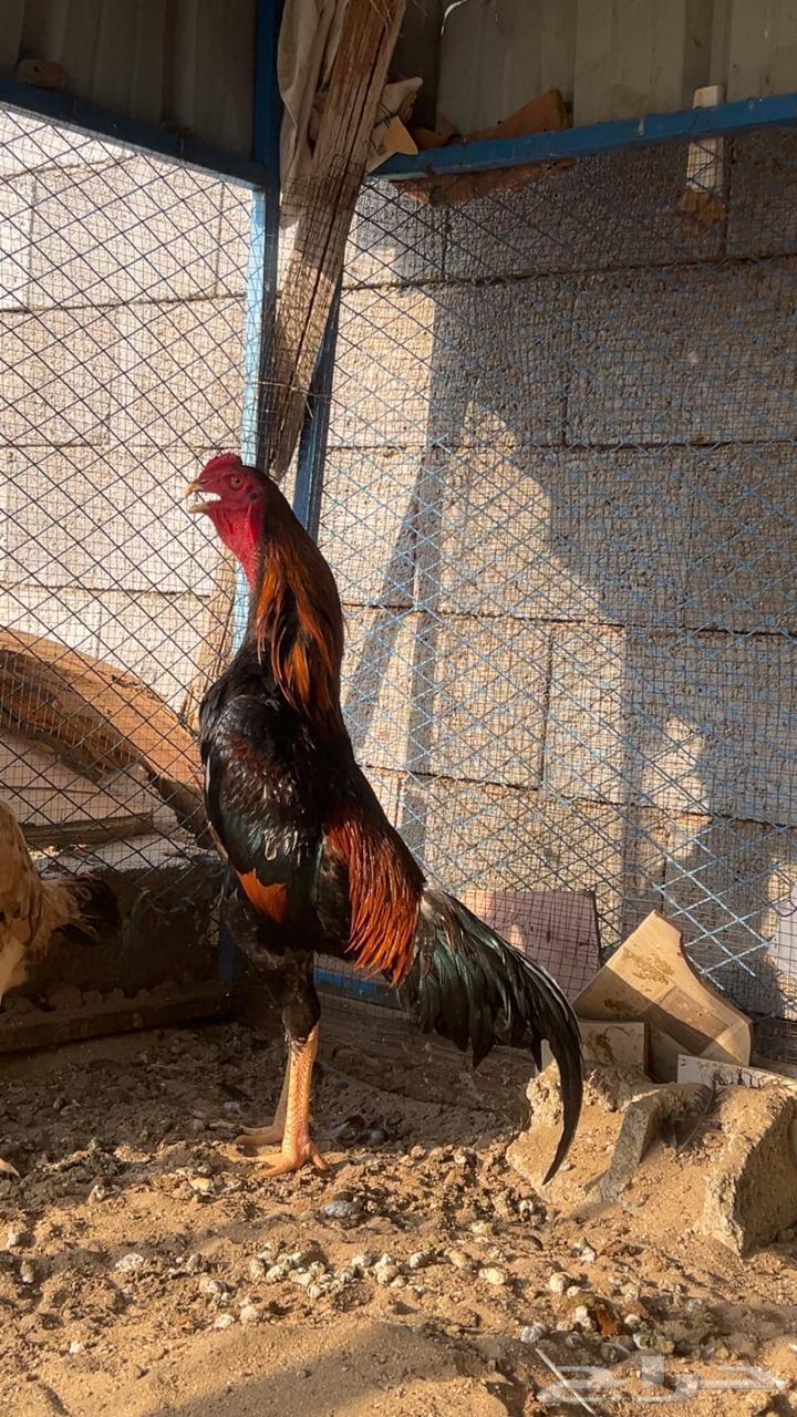 ديك شامو ياباني( تم البيع )64540181310083110