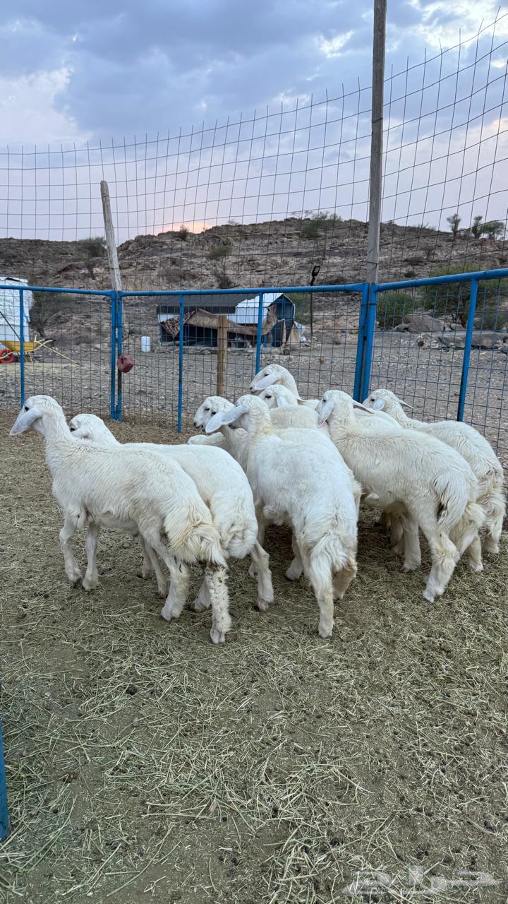 بهم للبيع64542020193154110