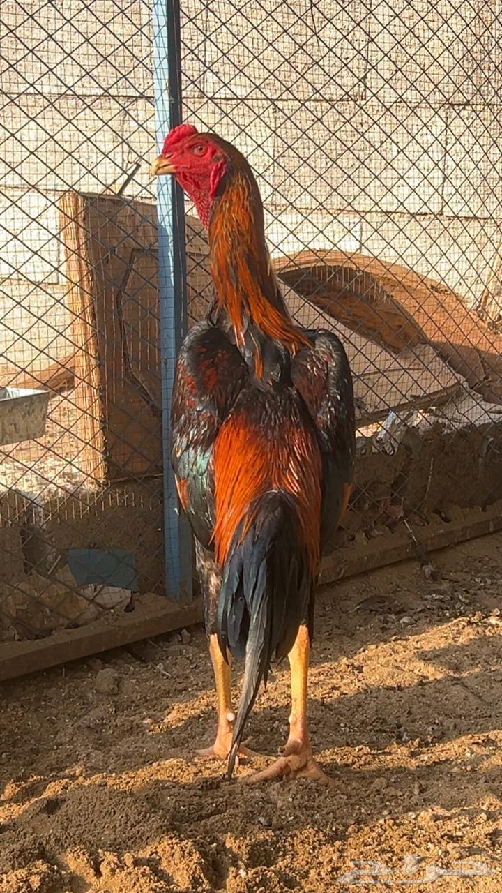 ديك شامو ياباني( تم البيع )64540181310083111