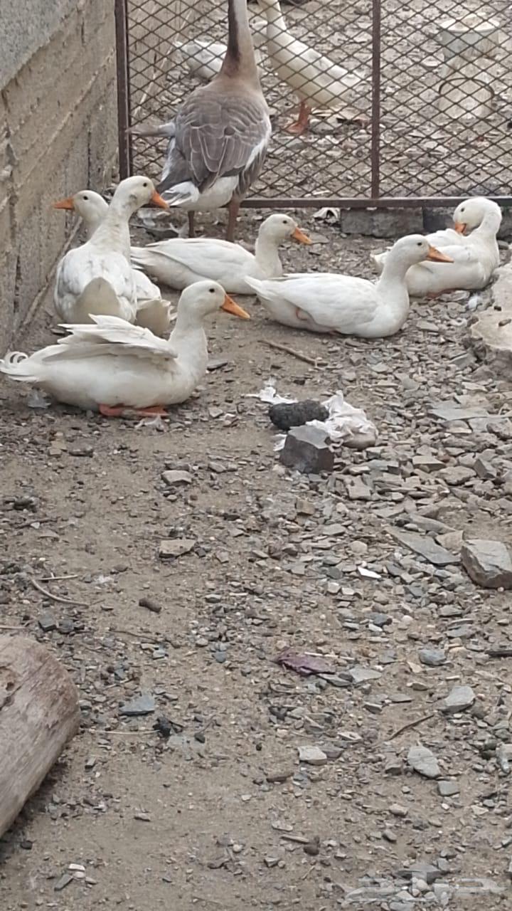 بط بكيني64536279825410110