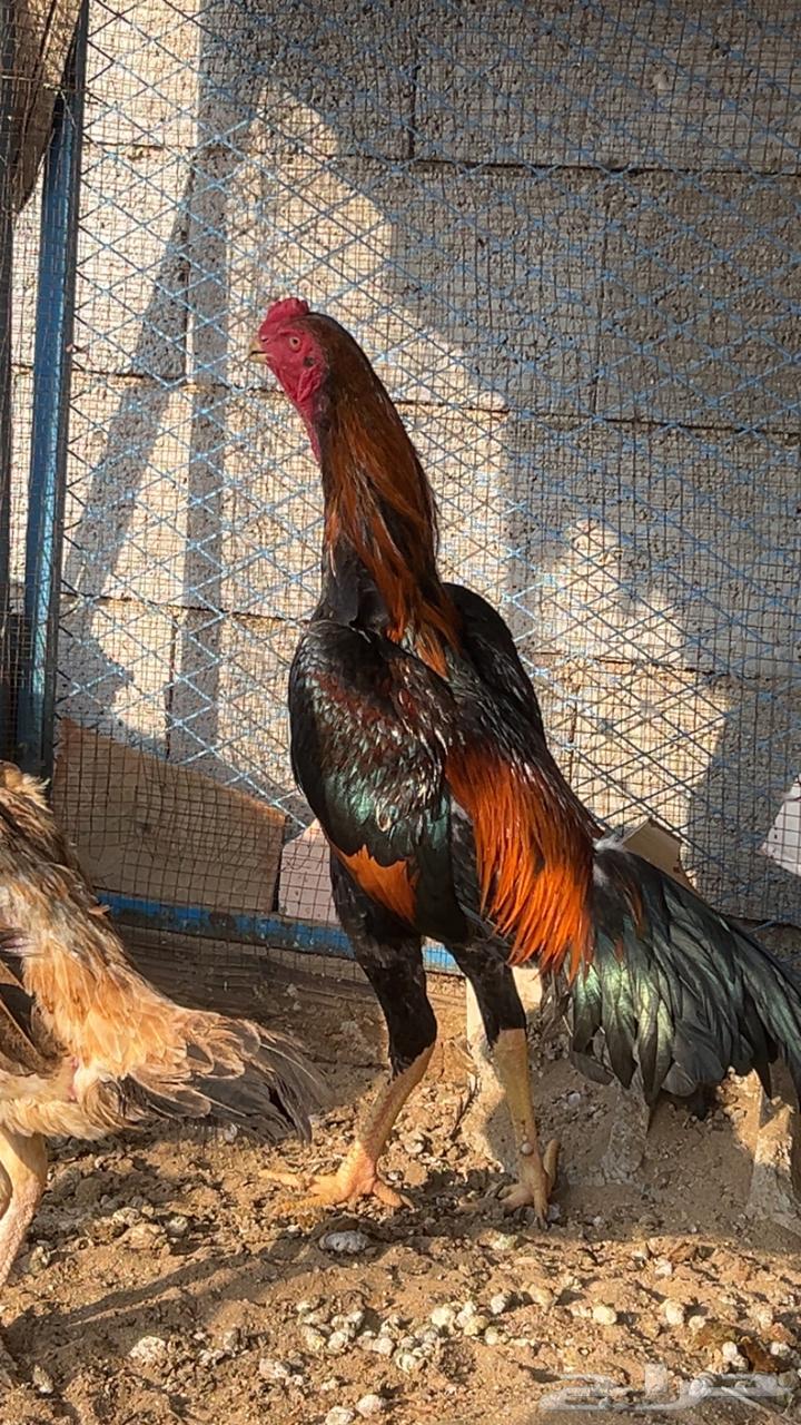 ديك شامو ياباني( تم البيع )64540181310083112