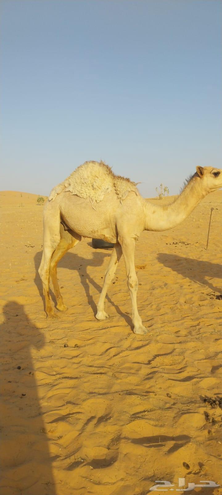 قعدان للبيع64537756733187111