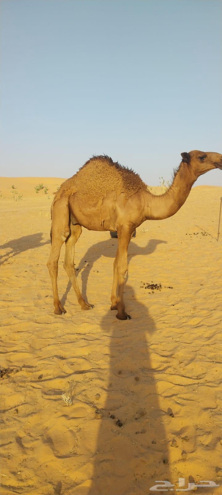 قعدان للبيع64537756733187110