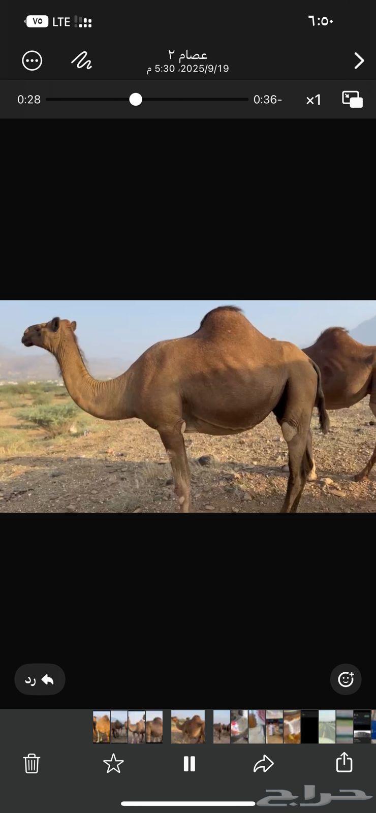 ابل للبيع 1164541264725763110