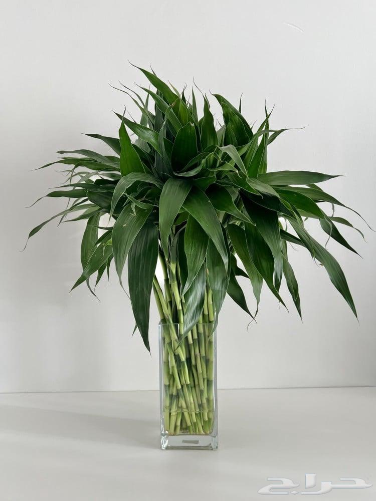 للبيع نبات البامبو والبوتس جملة وتوزيعات64543267228673111