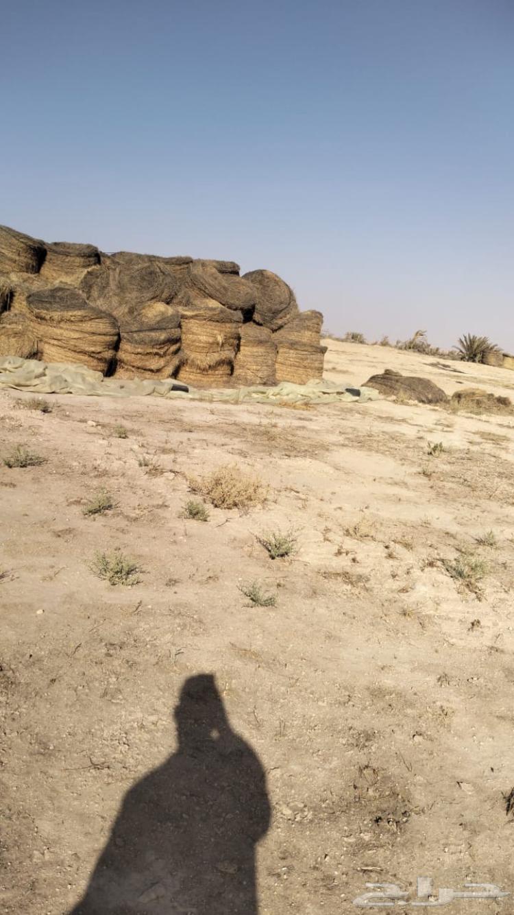 Soft Rhodes Rolls for Sale with Handle64541364468099110