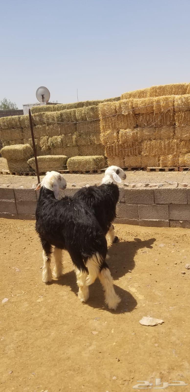 طليان نجد64538092069378113