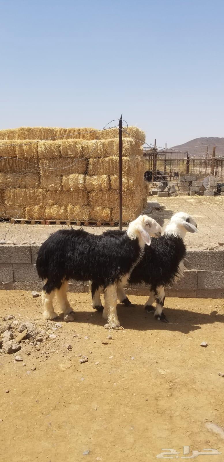 طليان نجد64538092069378110