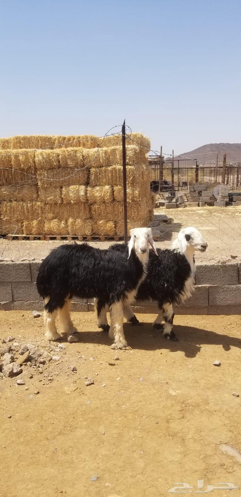 طليان نجد64538092069378111