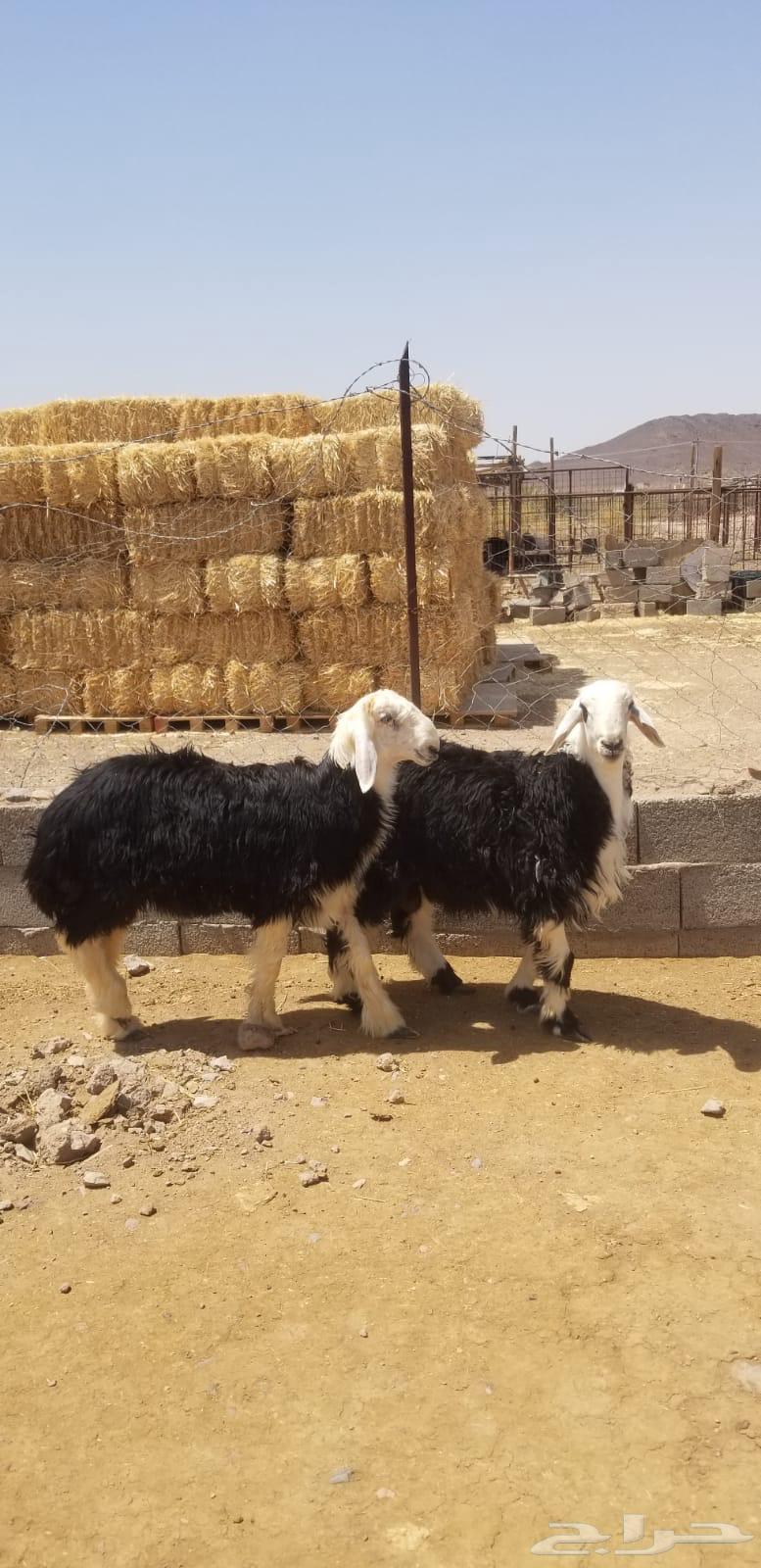 طليان نجد64538092069378112