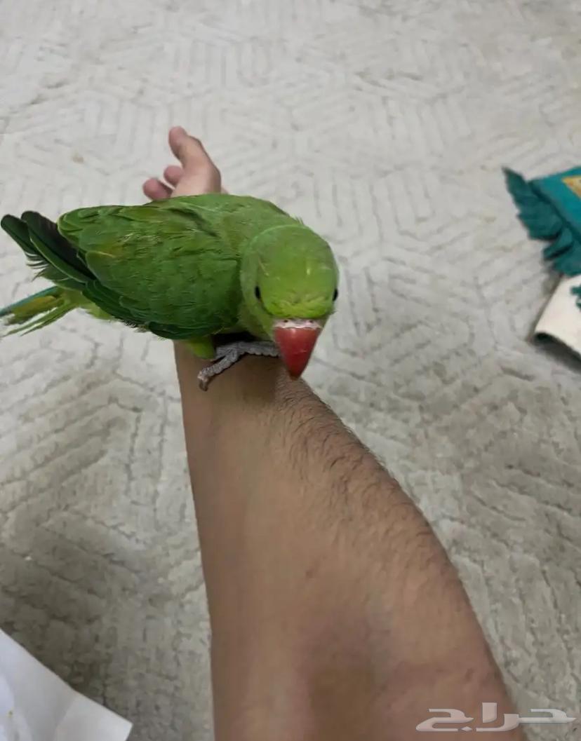 درة أليف العمر 6 شهور   صحي 10064540921803523111