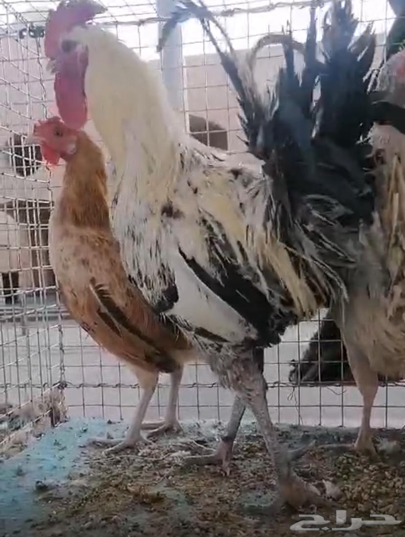 I want to sell my local rooster or exchange it for a younger one64540195638915111