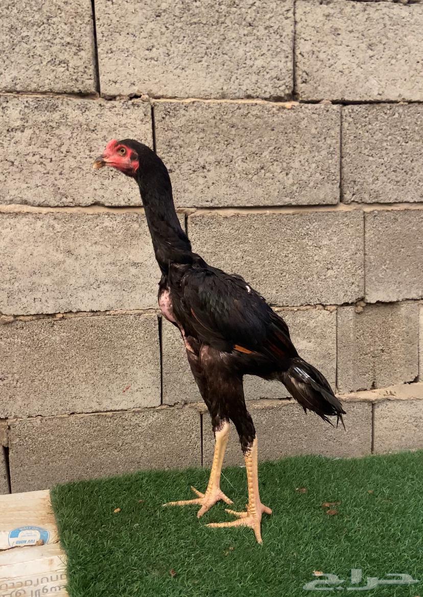 ديك سندي64541594093826111