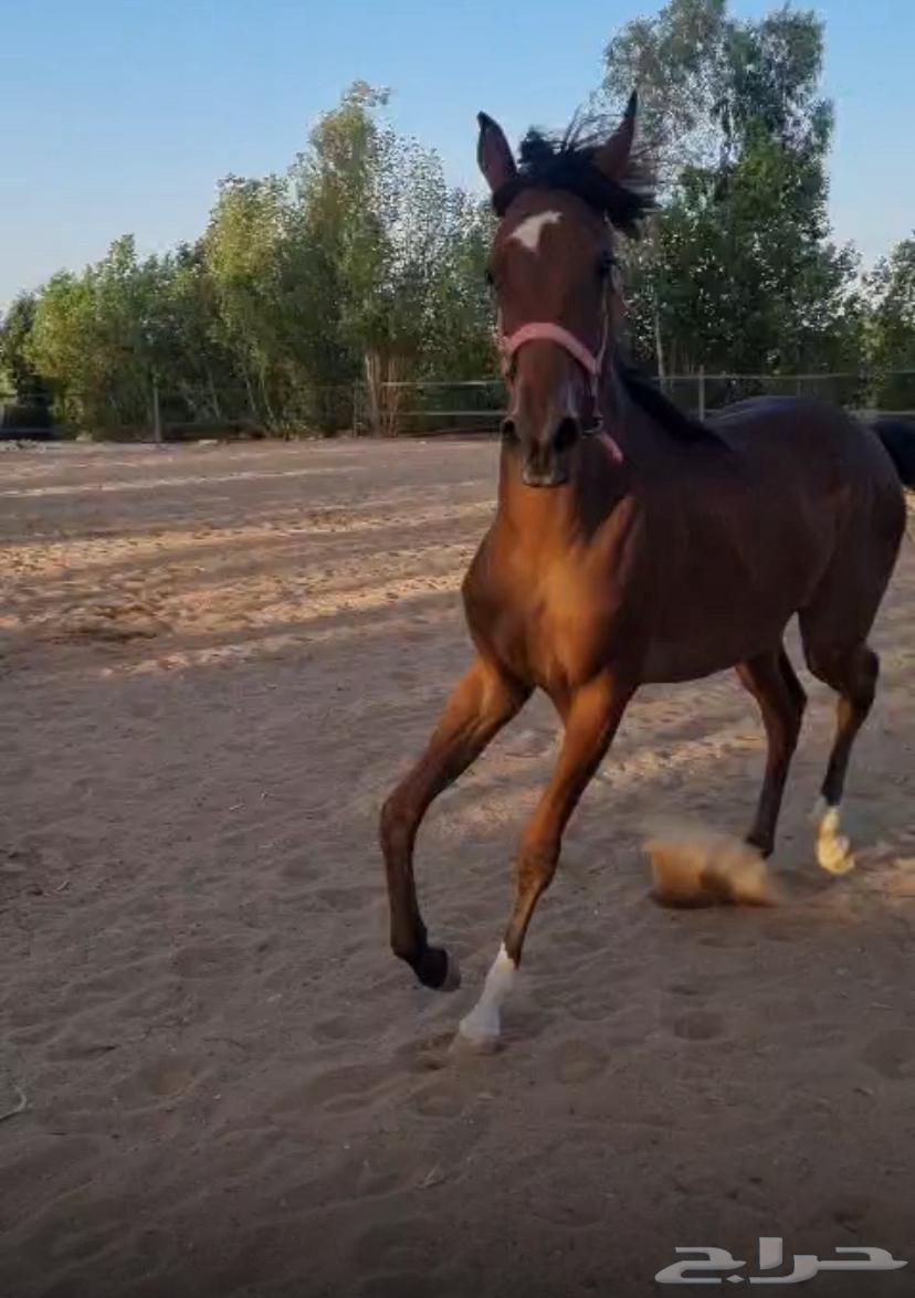 2 مهرتين عمرها سنه64444593505154112