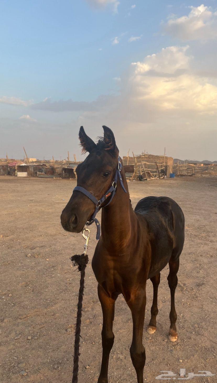 مهره دهماء شعبيه64535085889154110