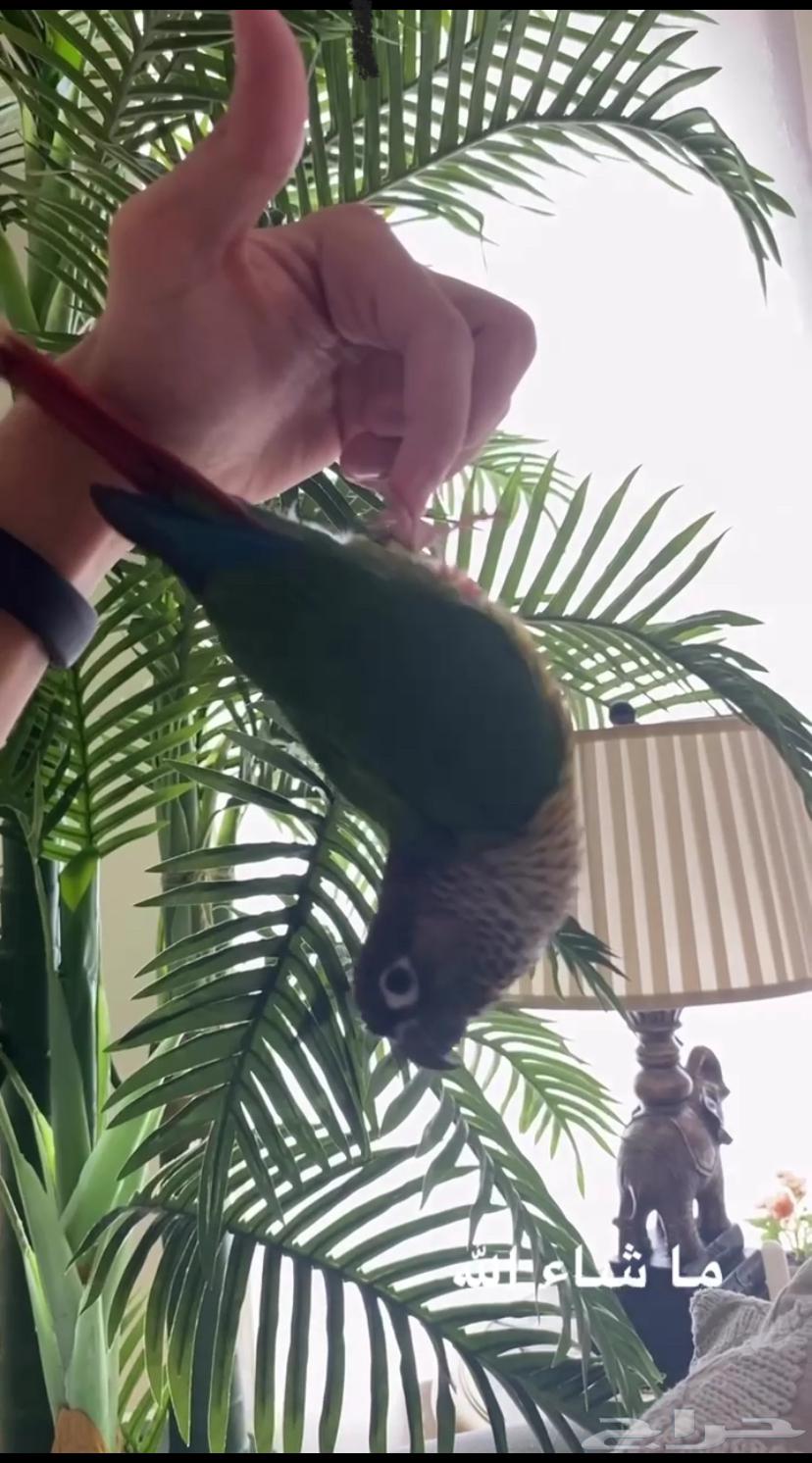 كنيور يلو سايد للبيع64544016135554111