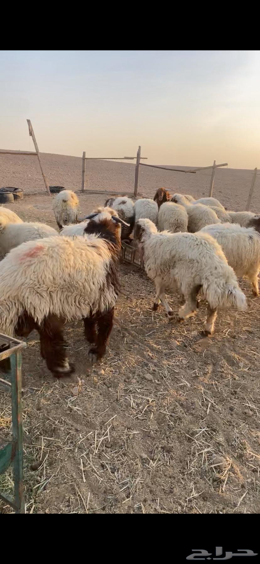 للبيع طليان نعيم64541920886657112