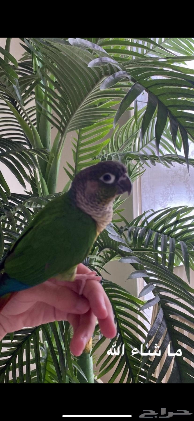 كنيور يلو سايد للبيع64544016135554110