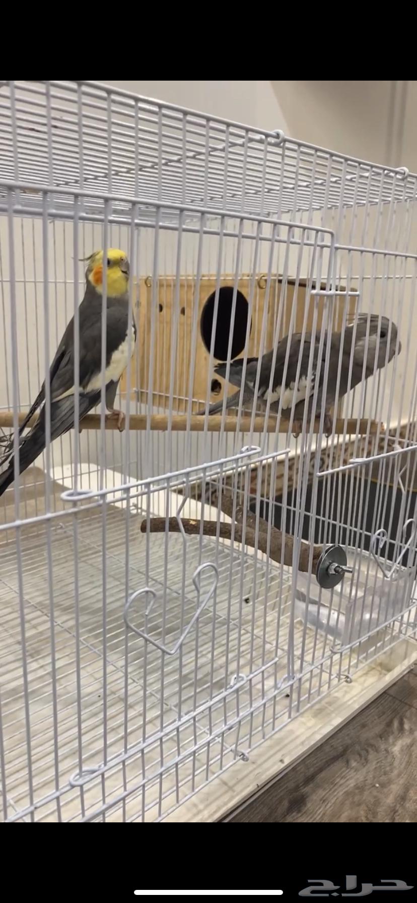 للبيع زوج كروان (ذكر انثى)  .64541079622147111