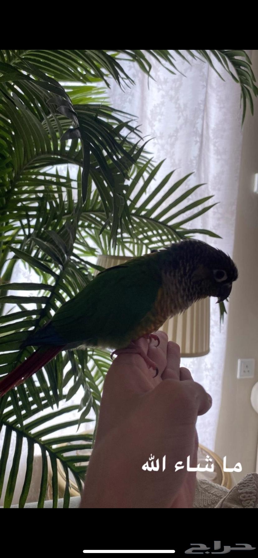 كنيور يلو سايد للبيع64544016135554113