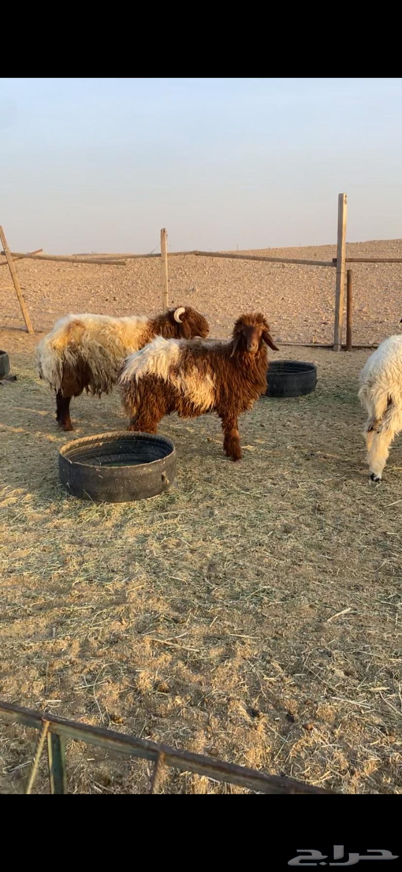 للبيع طليان نعيم64541920886657114