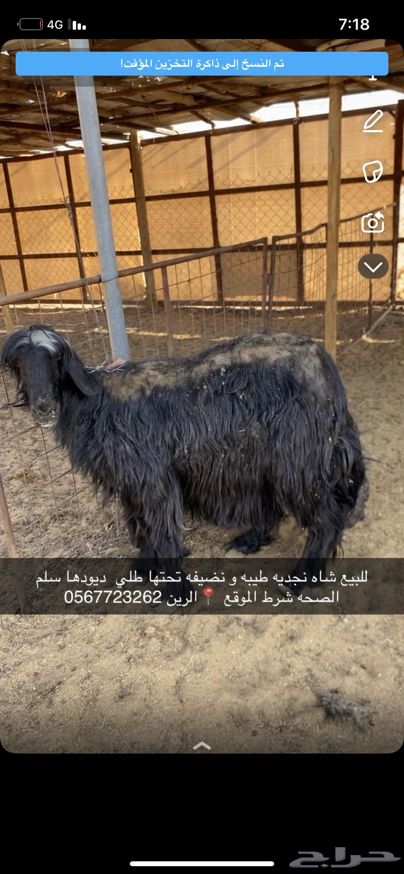 شاه نجديه طيبه64541536995459110