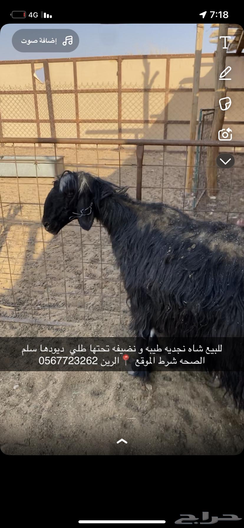 شاه نجديه طيبه64541536995459111