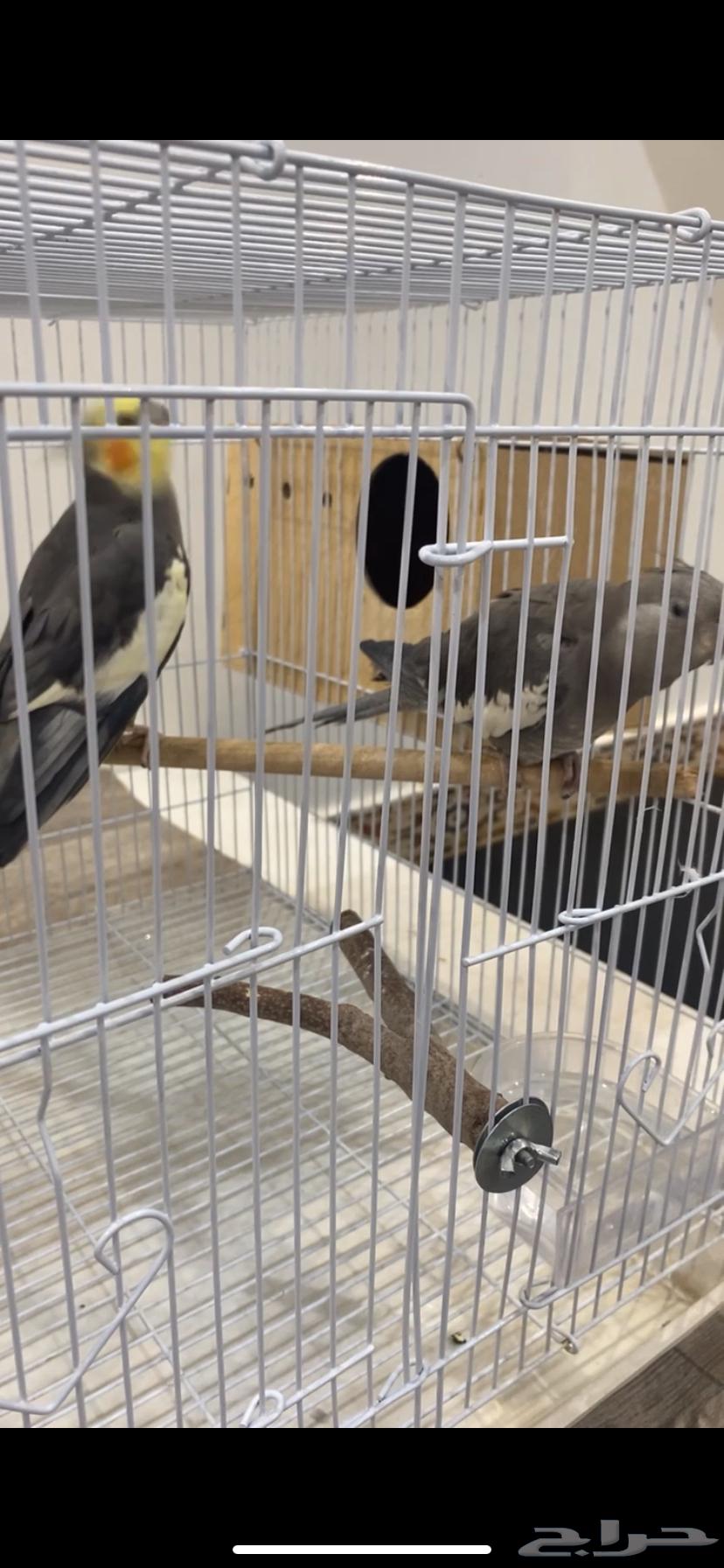 للبيع زوج كروان (ذكر انثى)  .64541079622147112