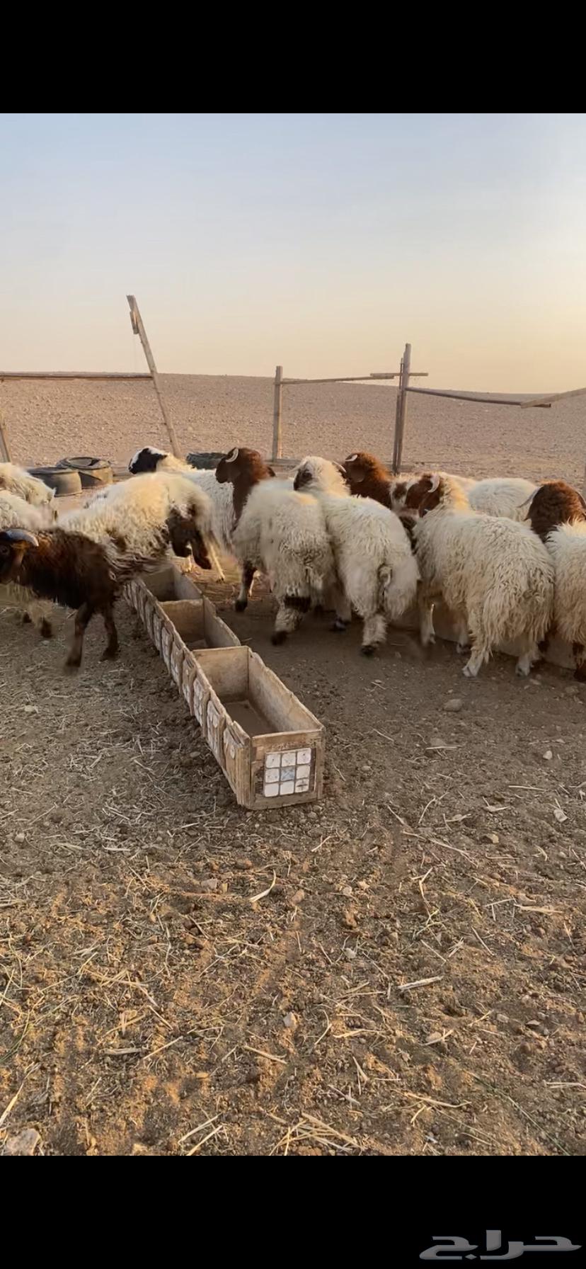 للبيع طليان نعيم64541920886657110