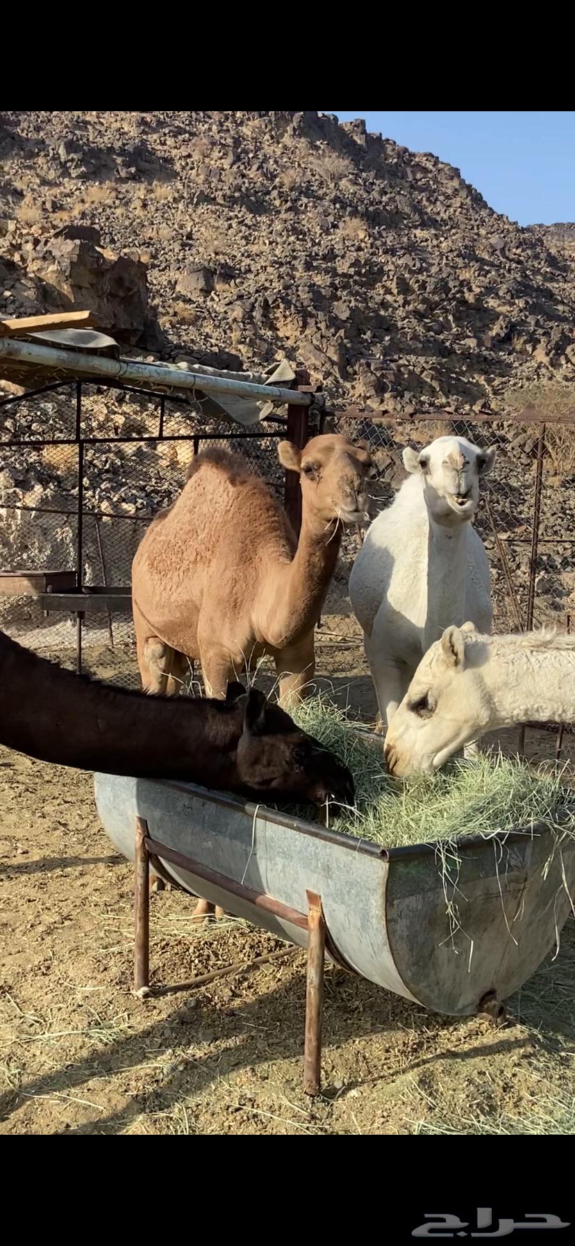 قعدان وبكار فل شحم64536599245826111