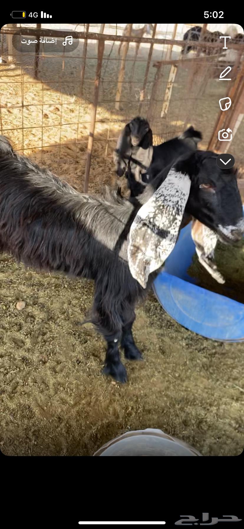 عنز عارضيه سنها ثنيه تحتها تيس64541108278146110