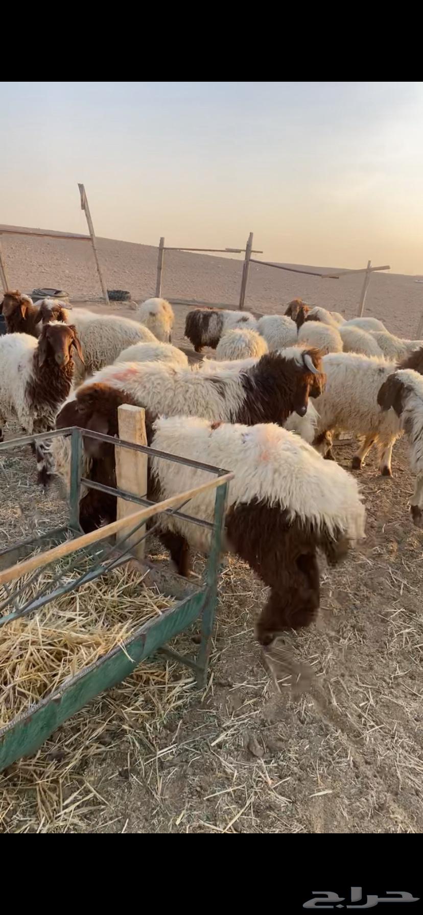 للبيع طليان نعيم64541920886657113