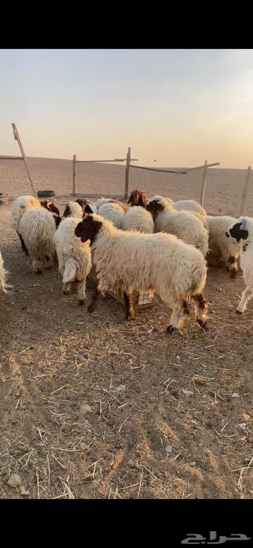 للبيع طليان نعيم64541920886657111