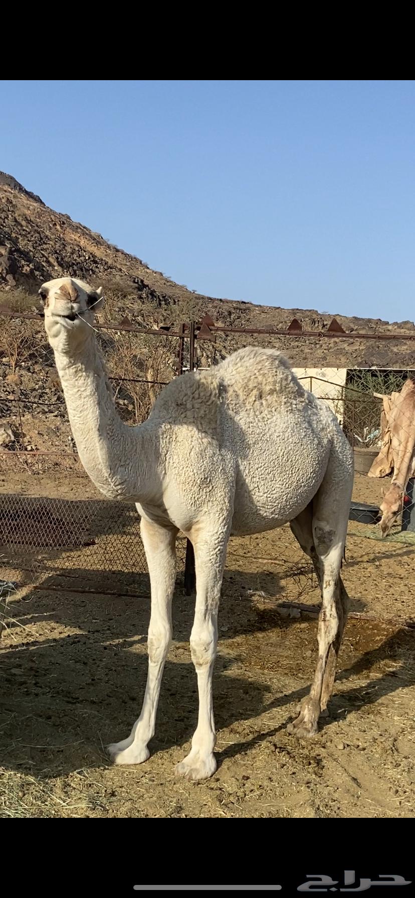 قعدان وبكار فل شحم64536599245826110