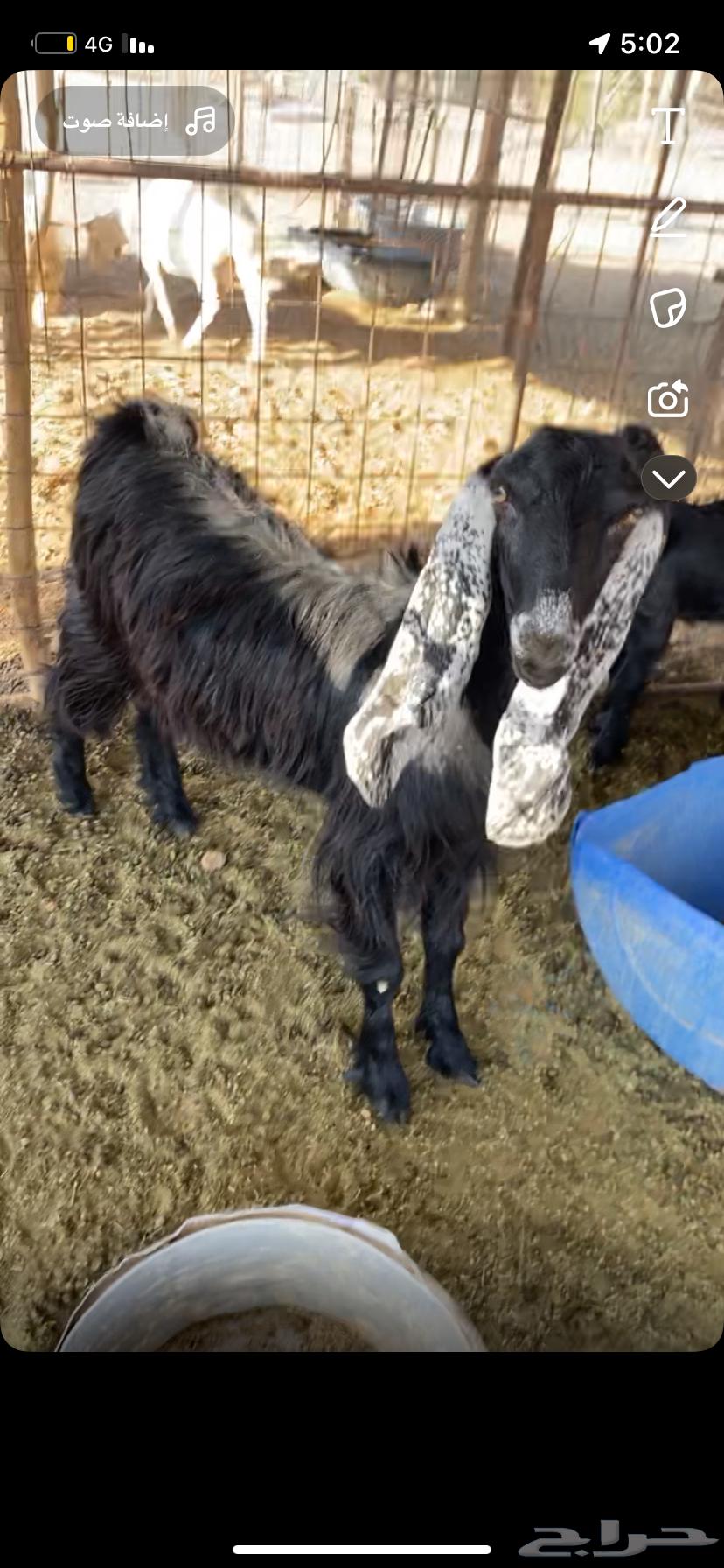 عنز عارضيه سنها ثنيه تحتها تيس64541108278146111