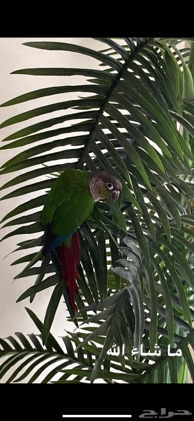 كنيور يلو سايد للبيع64544016135554112