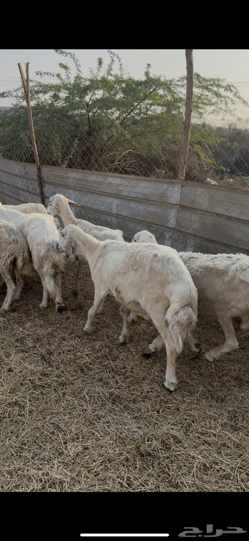 10 free-range sheep with a ram, one strong male (( Sold ))64536251970178112