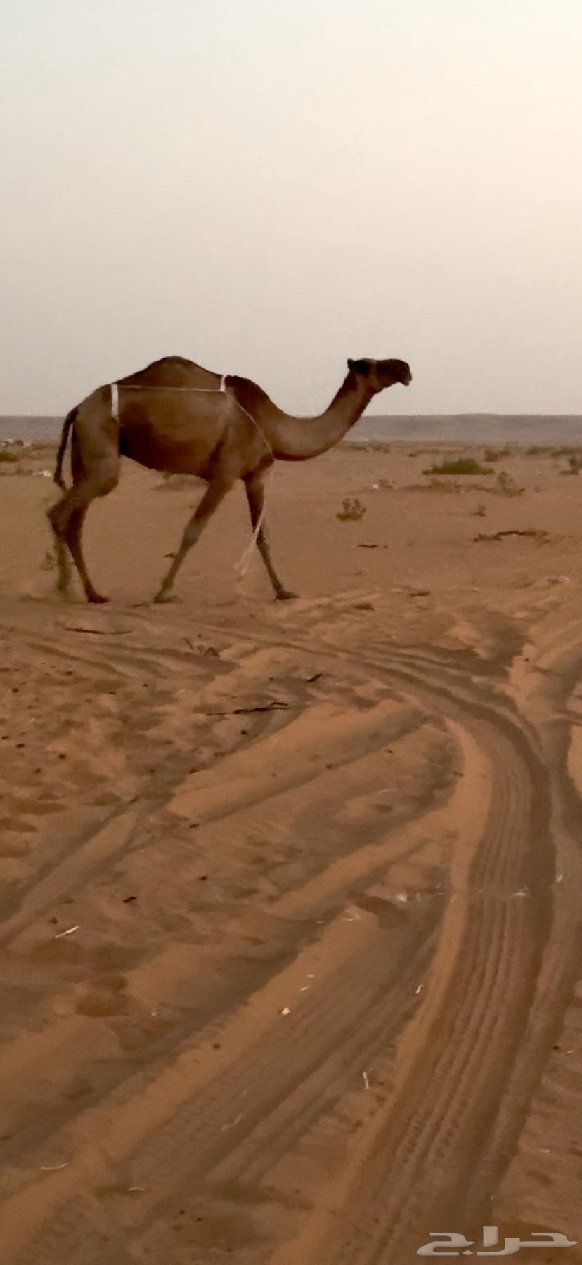 للبيع ضريبه صفرا64541079716994110