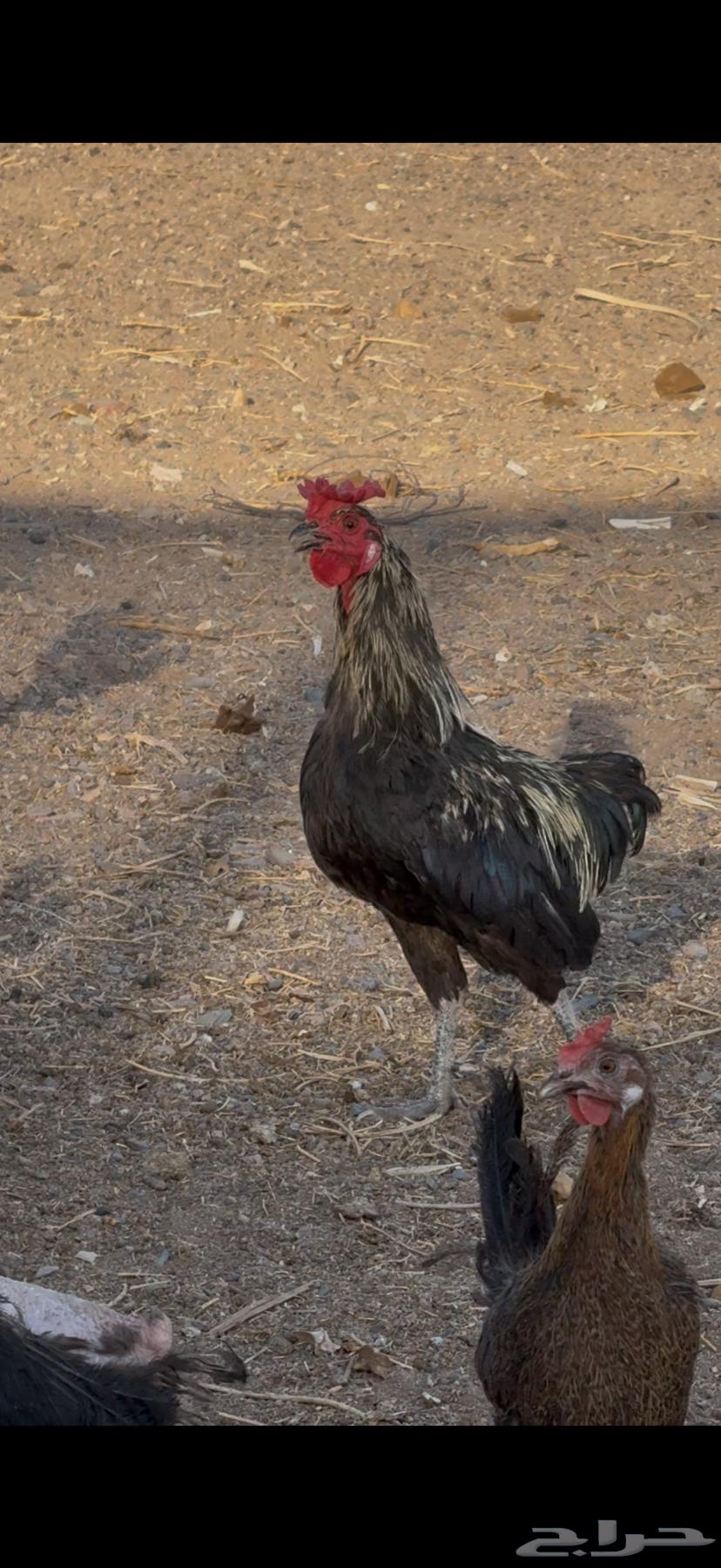 للبيع مشروع دجاج بلدي64535694790273112