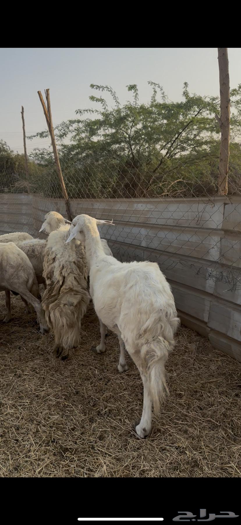 10 free-range sheep with a ram, one strong male (( Sold ))64536251970178113