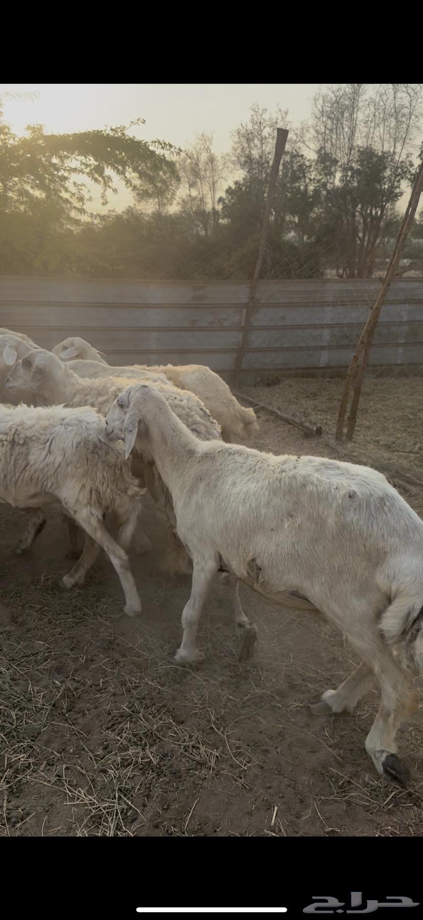 10 free-range sheep with a ram, one strong male (( Sold ))64536251970178110
