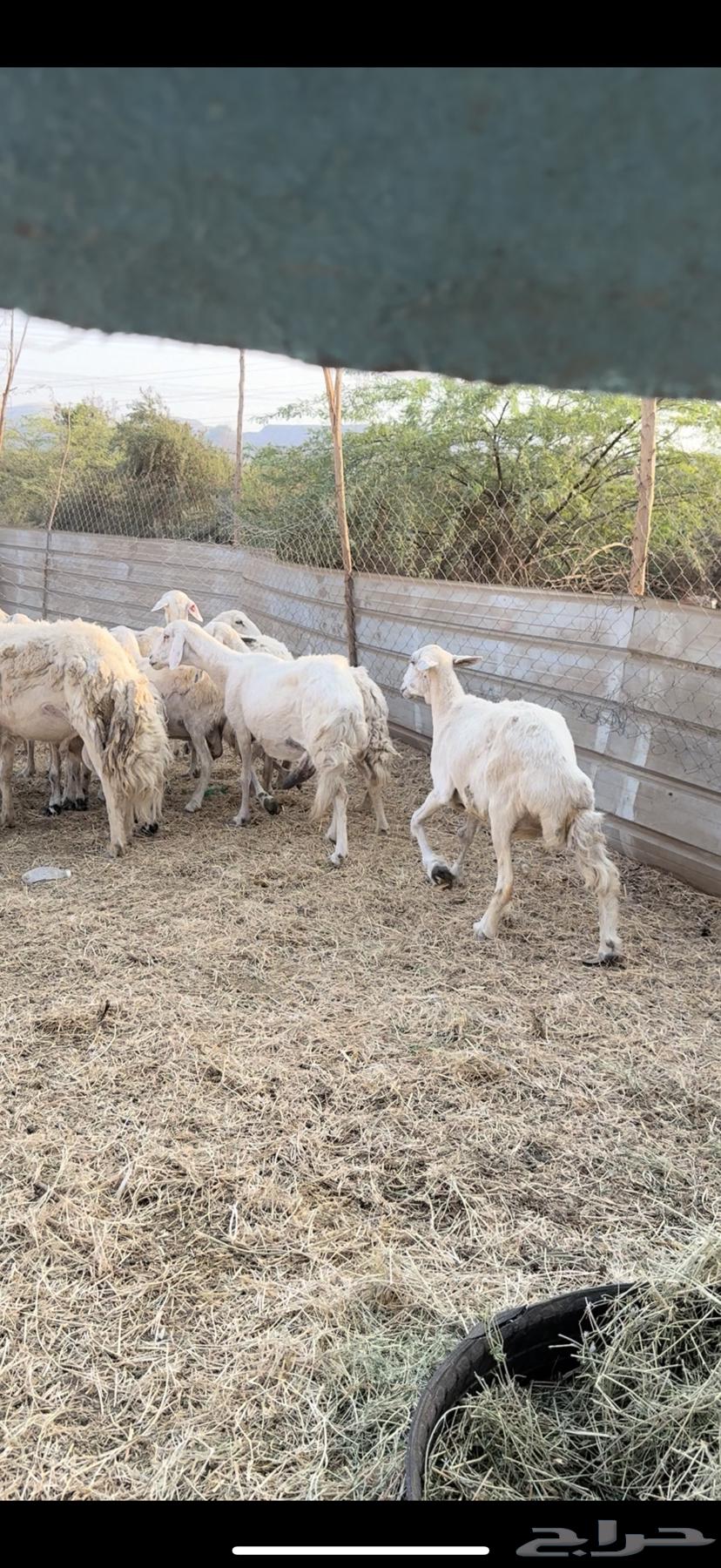 10 free-range sheep with a ram, one strong male (( Sold ))64536251970178111