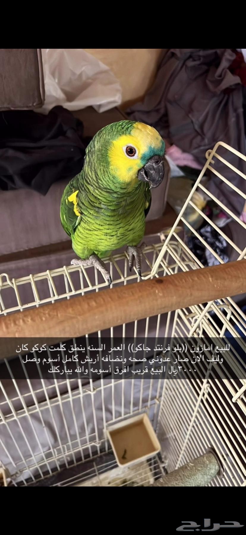 Amazon Bluefronted Jaco64538542023426112